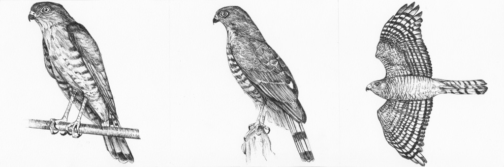 Accipiter Gularis, 2014