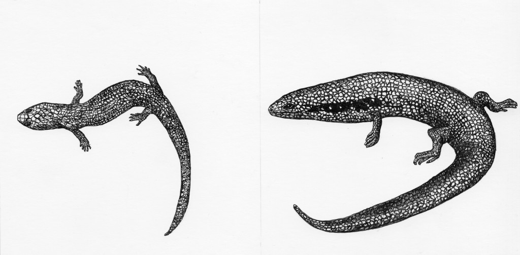 Ateuchosaurus Chinensis, 2014