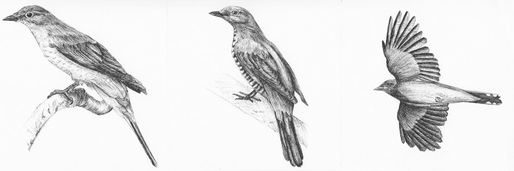 Coracina Melaschistos, 2014