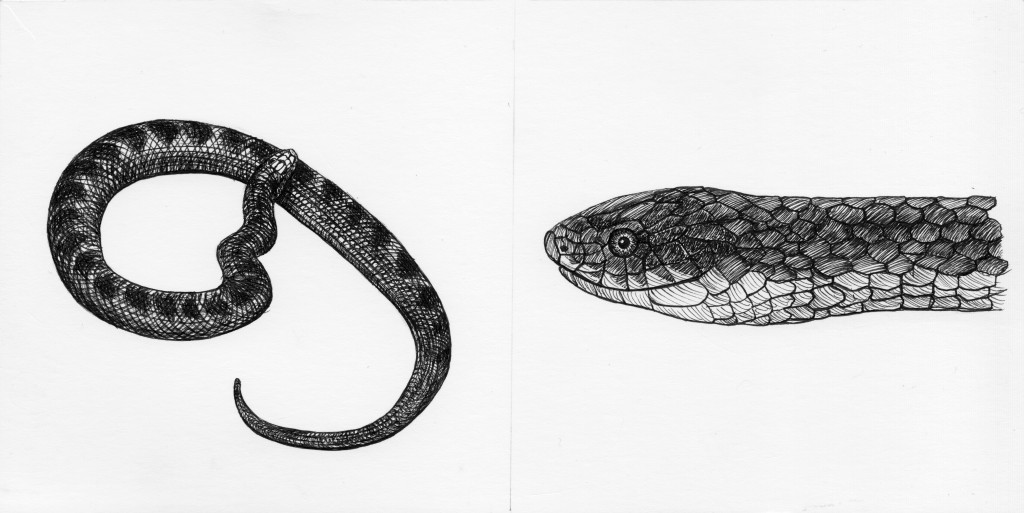 Enhidris Benettii, 2014