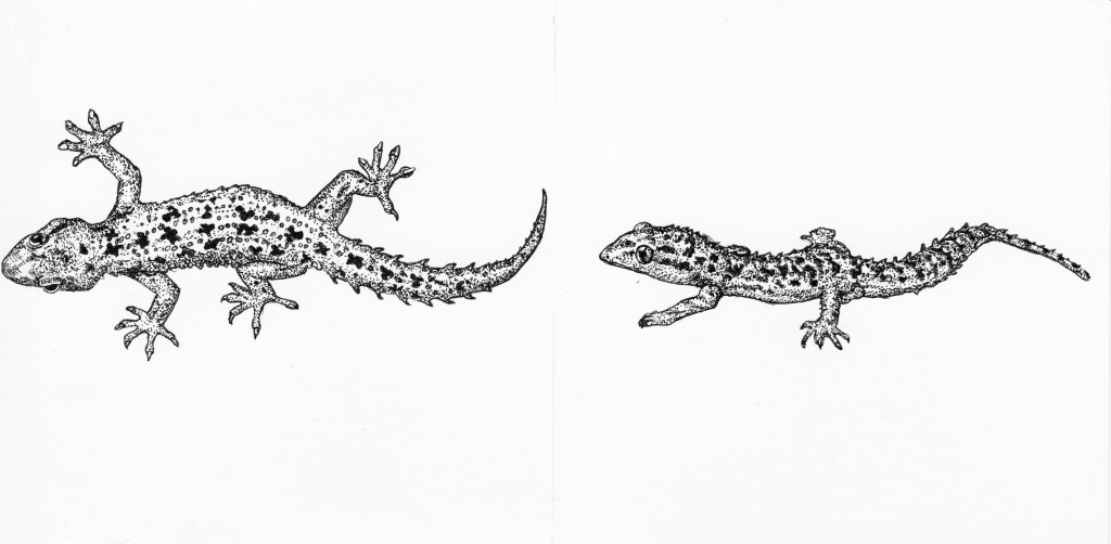 Hemidactilus Brookii , 2014