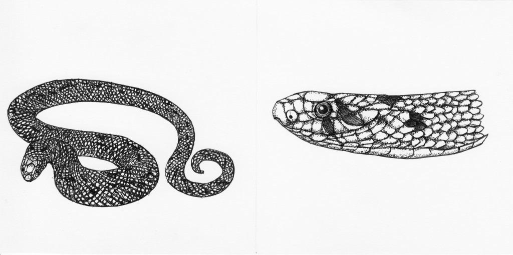 Oligodon Formosanus, 2014