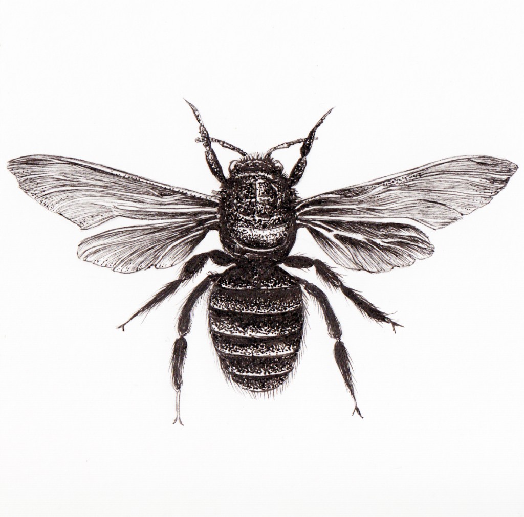 Xylocopa Iridipennis, 2015