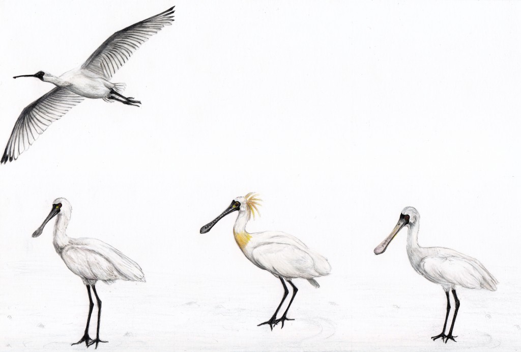 Platalea Minor, 2014