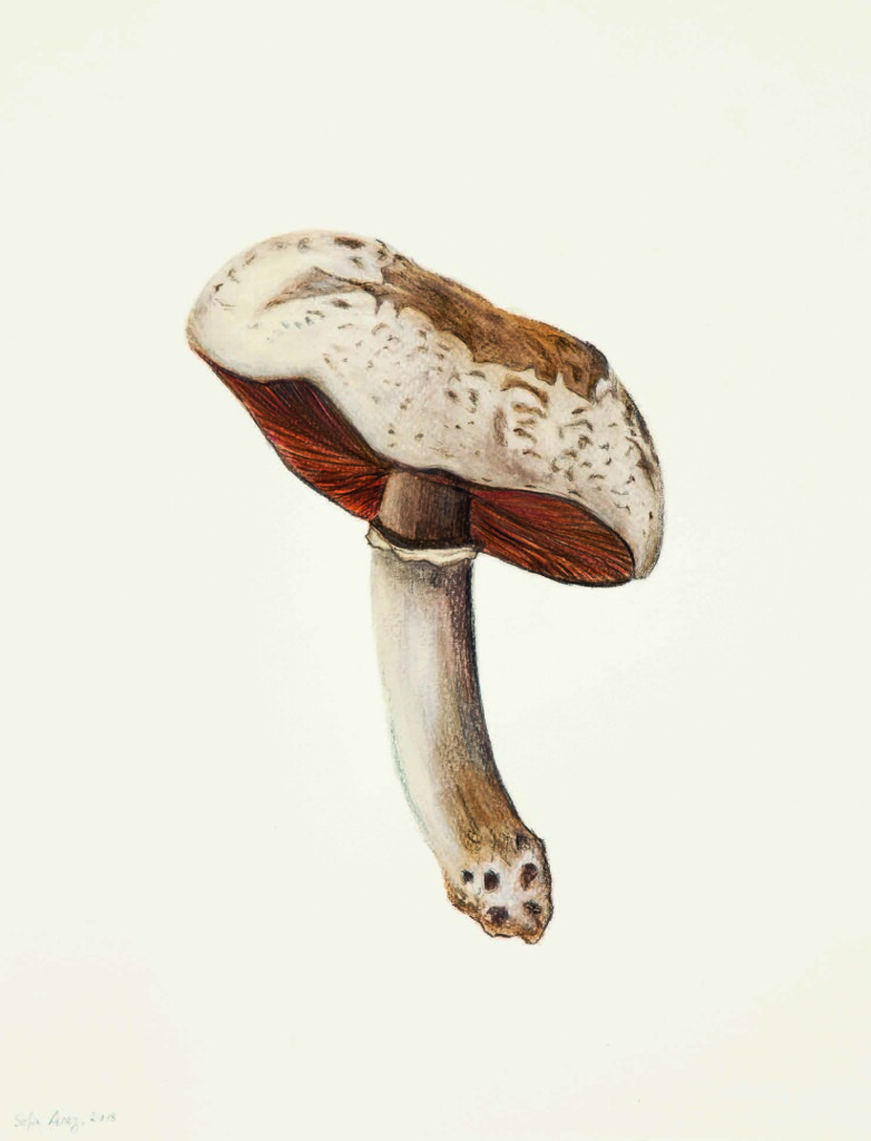 Agaricus sp., 2018