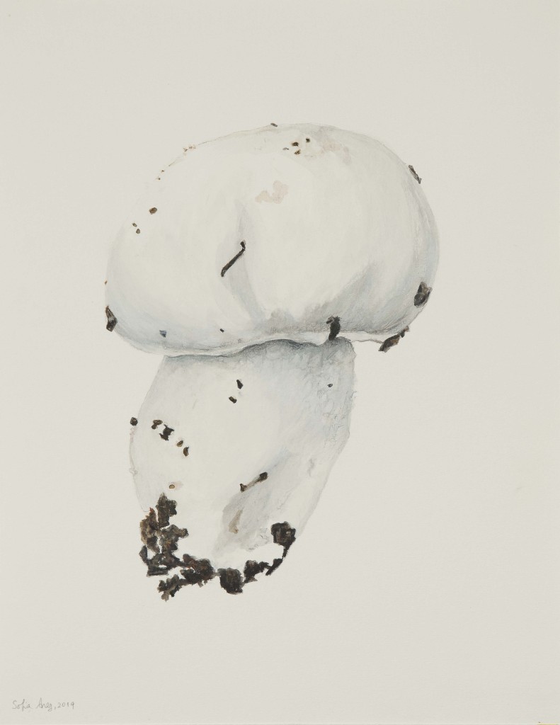 Agaricus campestris, 2019