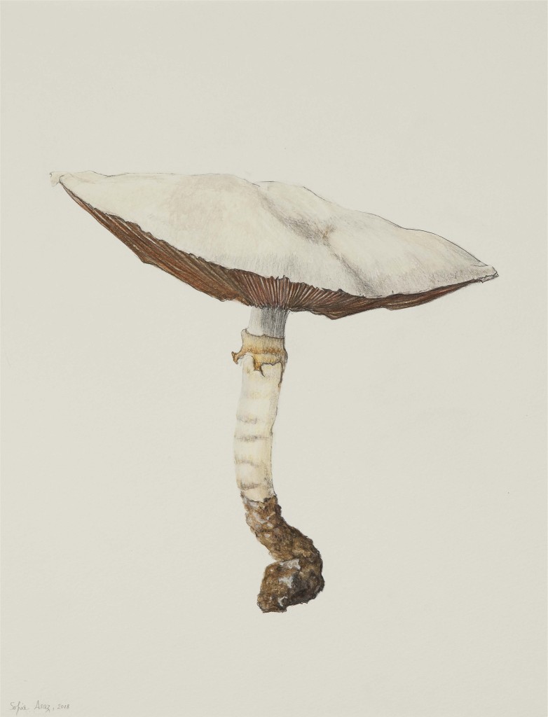 Agaricus sp., 2018