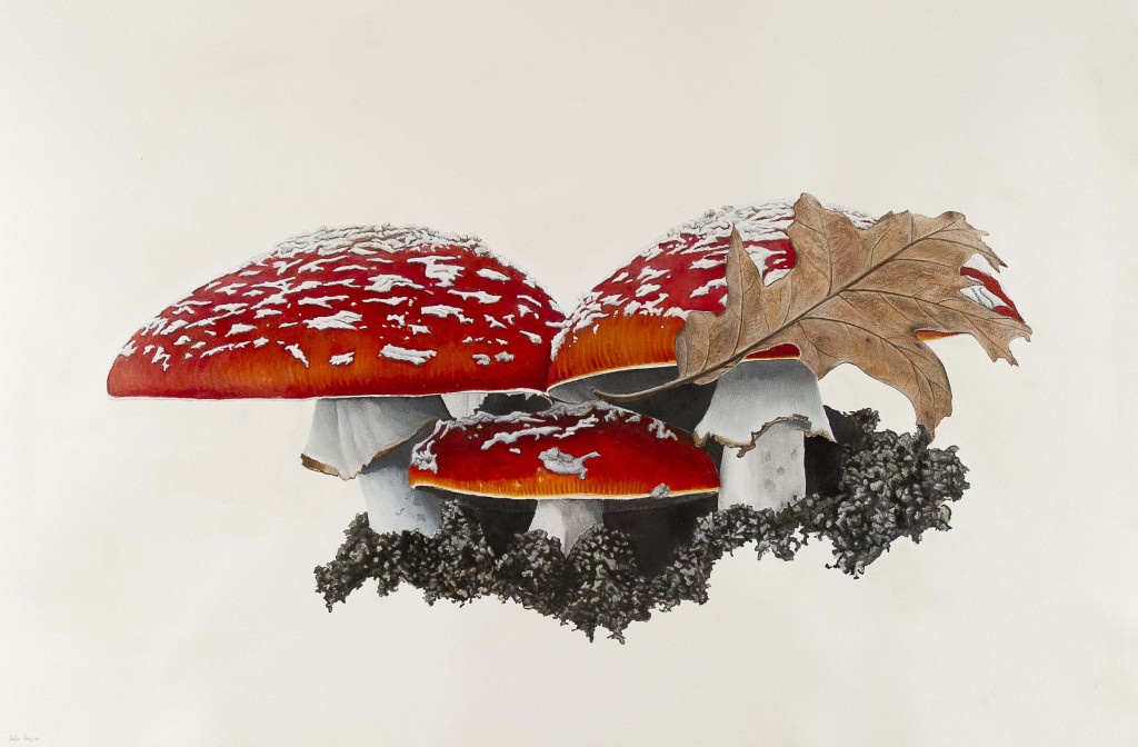 Amanita muscaria, 2020