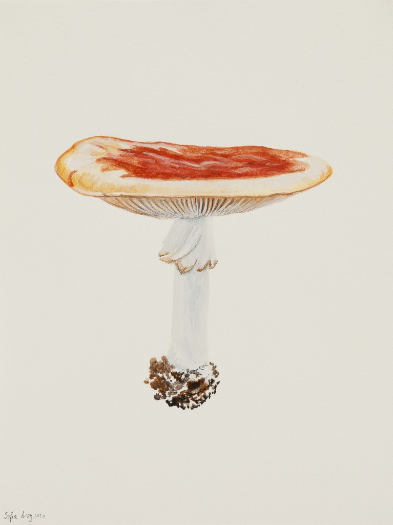 Amanita muscaria #1, 2020