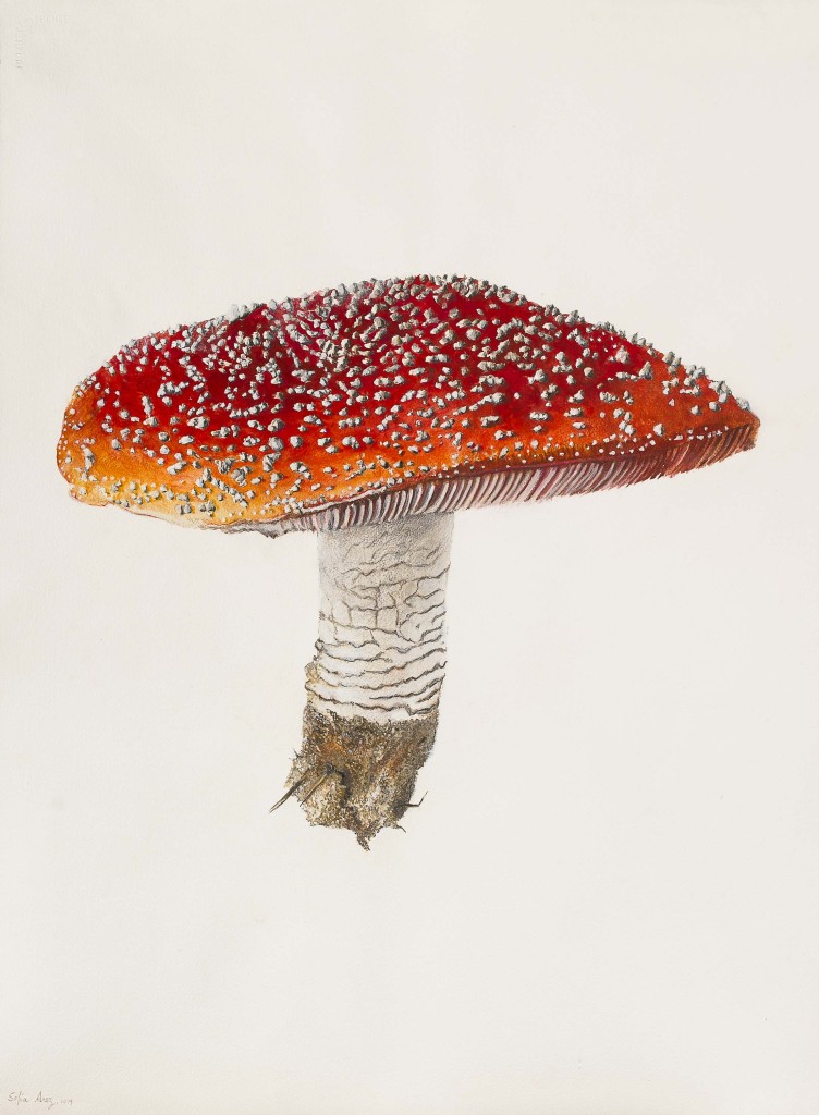 Amanita muscaria, 2019