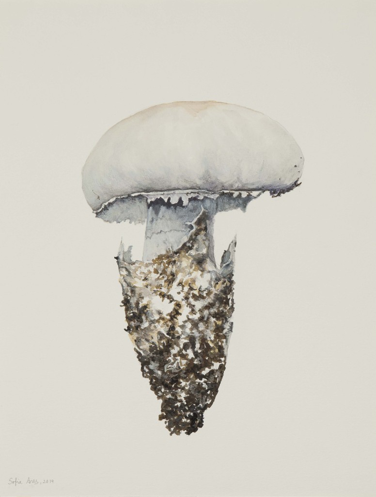 Amanita ovoidea, 2019