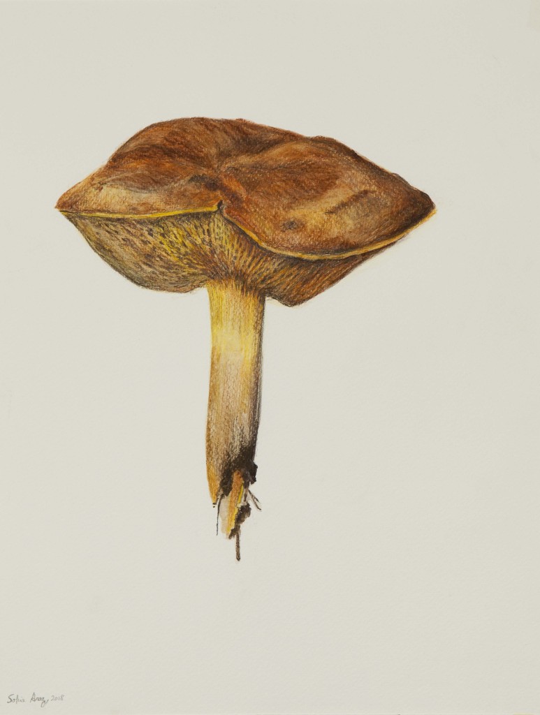 Aureoboletus moravicus, 2018