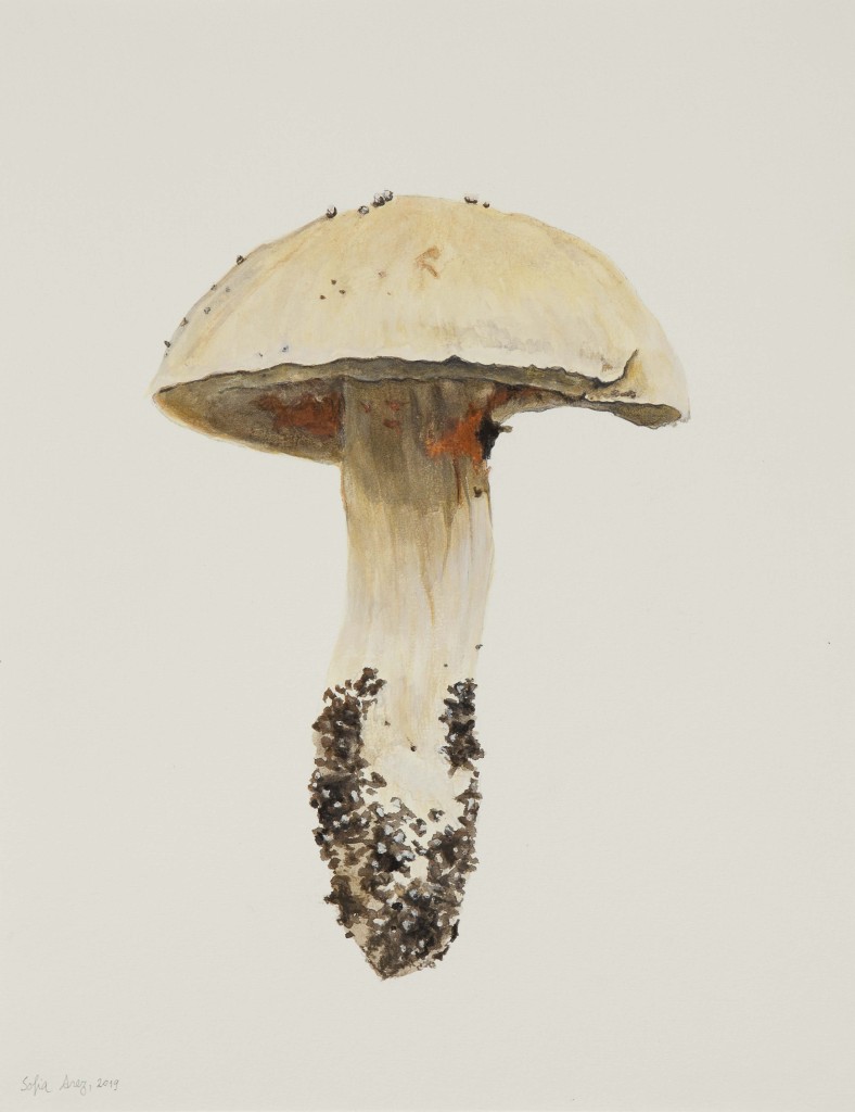 Boletus sp., 2019