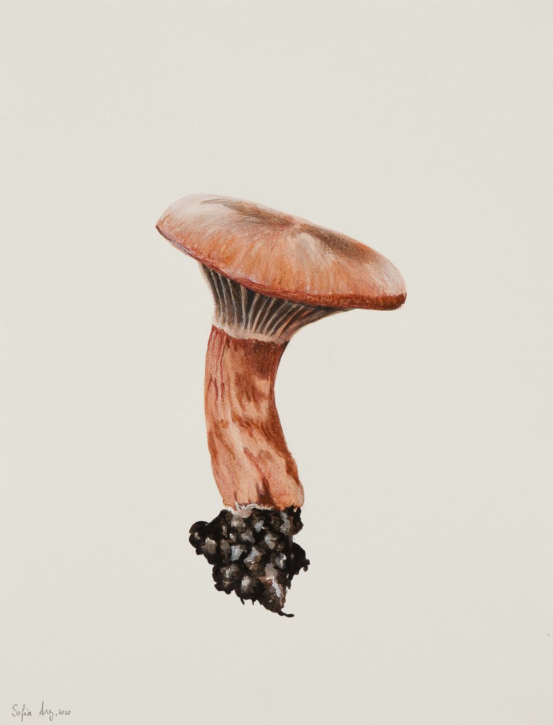 Chroogomphus rutilus, 2020