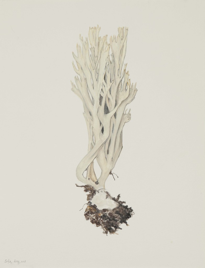Clavulina coralloides, 2018