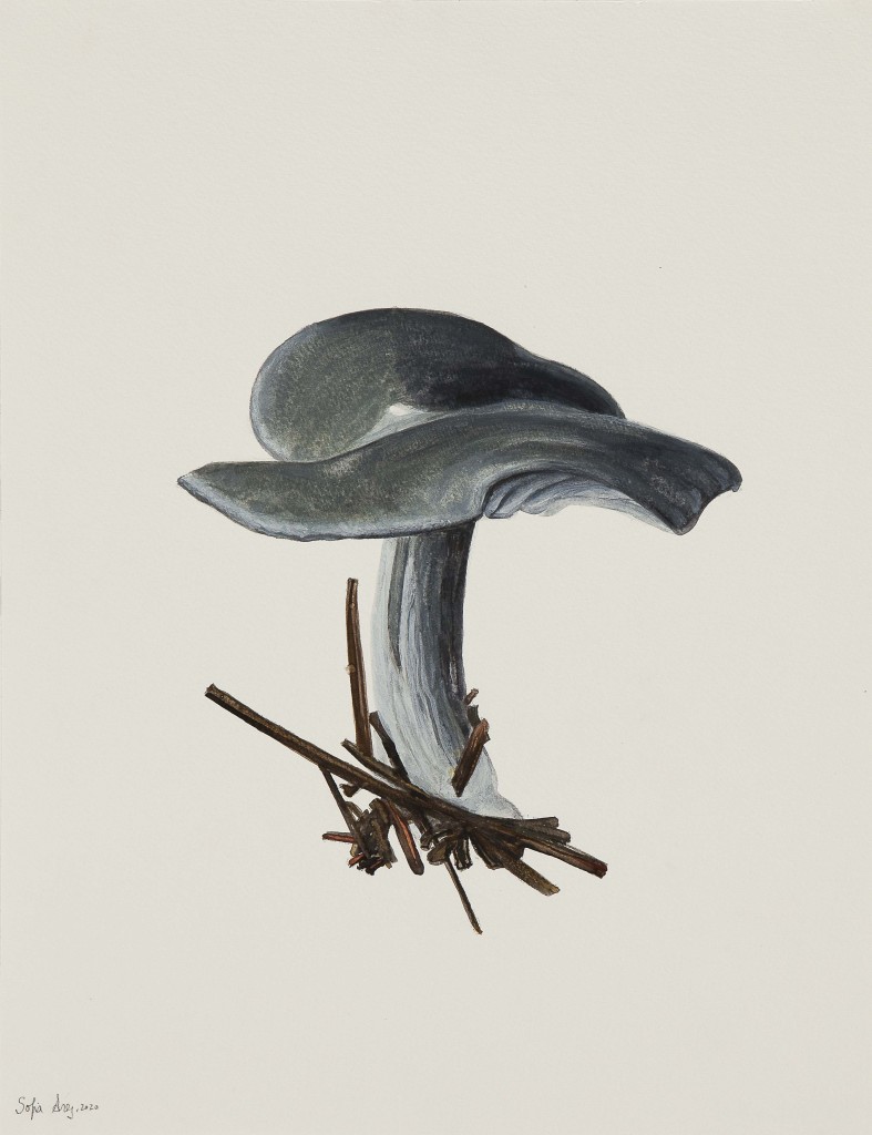 Clitocybe odora, 2020