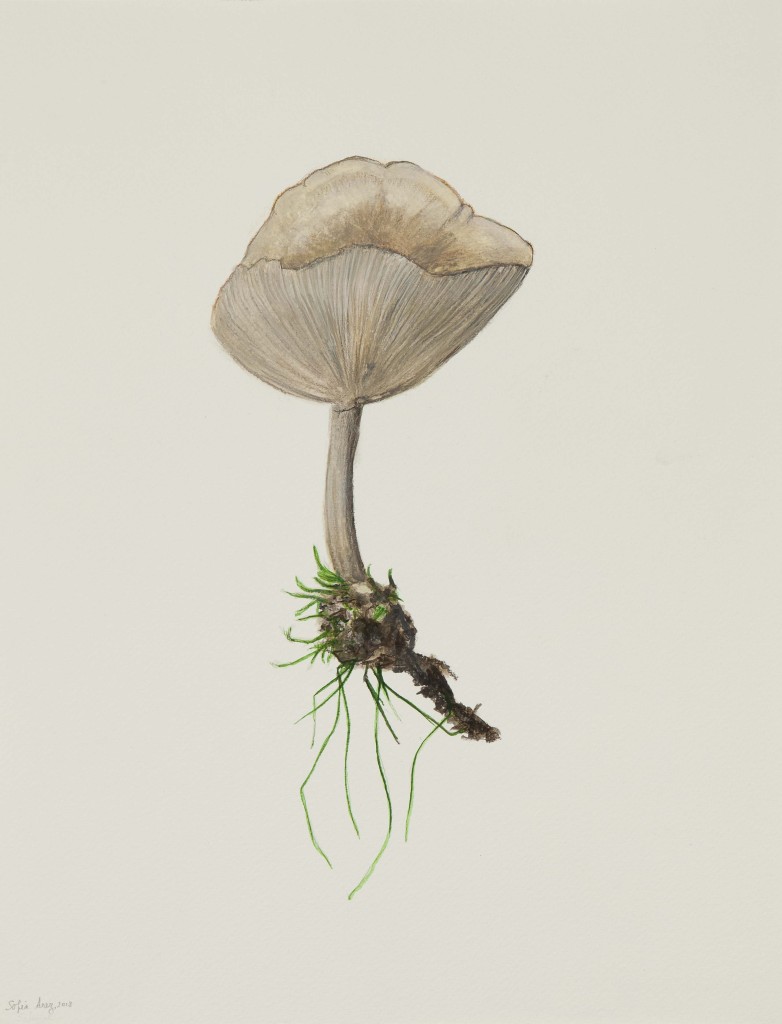 Clitocybe sp. #2, 2018
