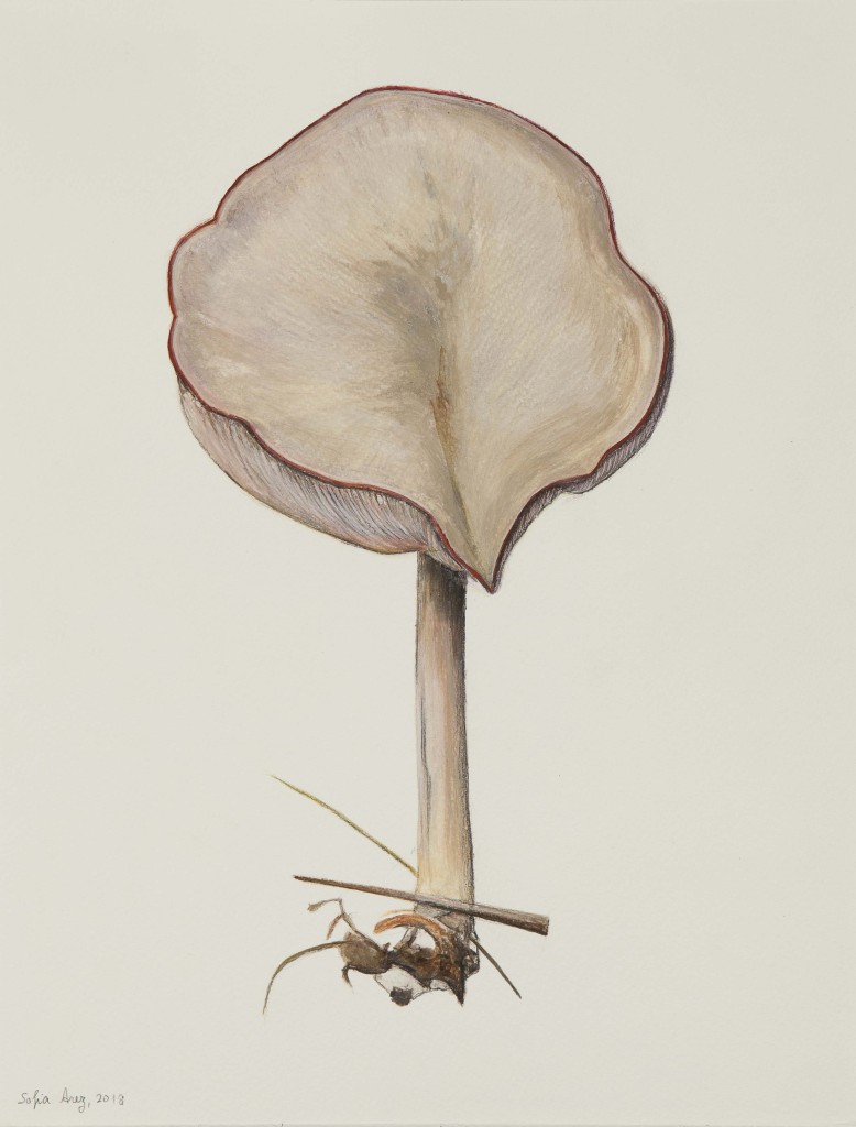 Clitocybe sp. #3, 2019