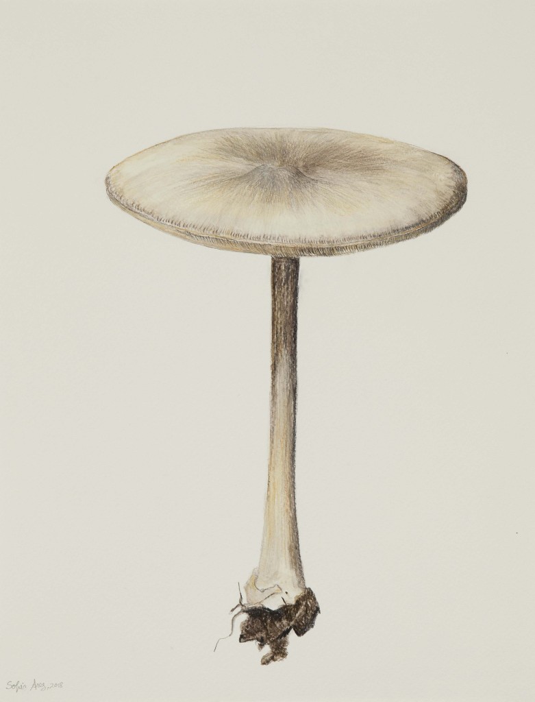 Collybia butyracea #1, 2018