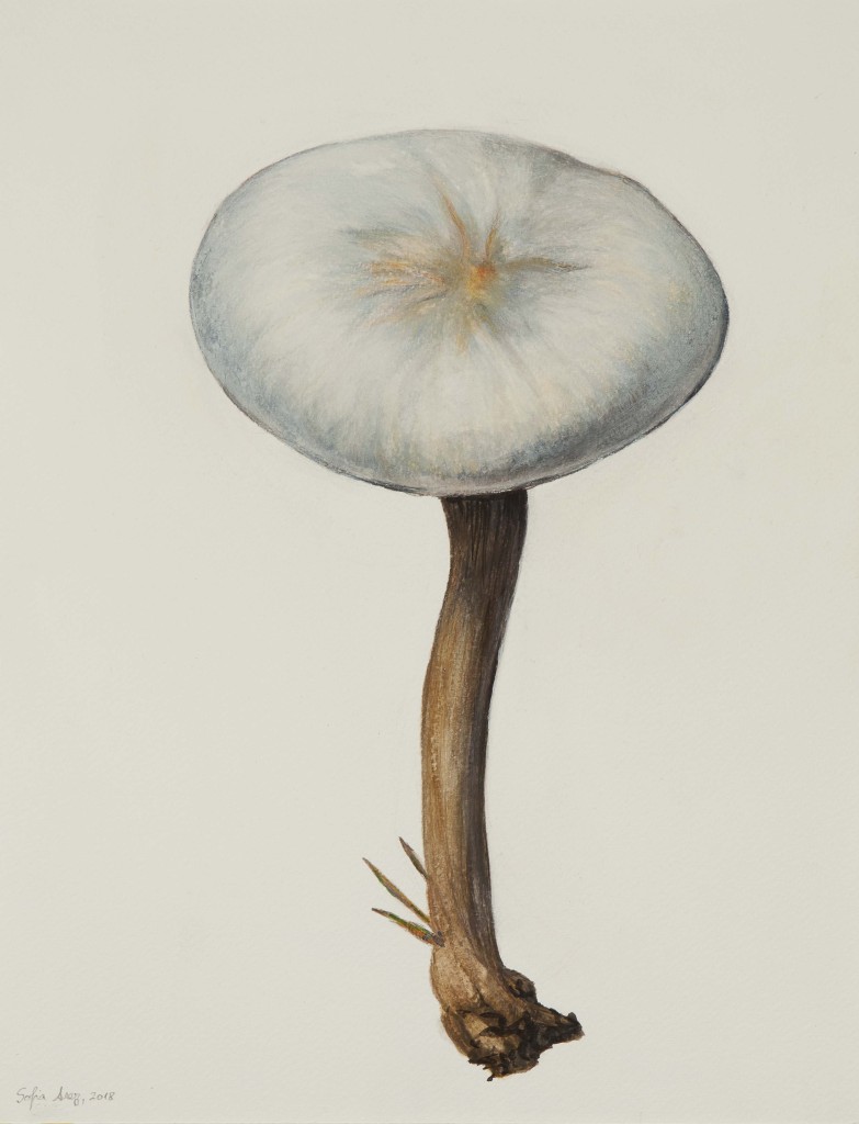 Collybia butyracea #2, 2018