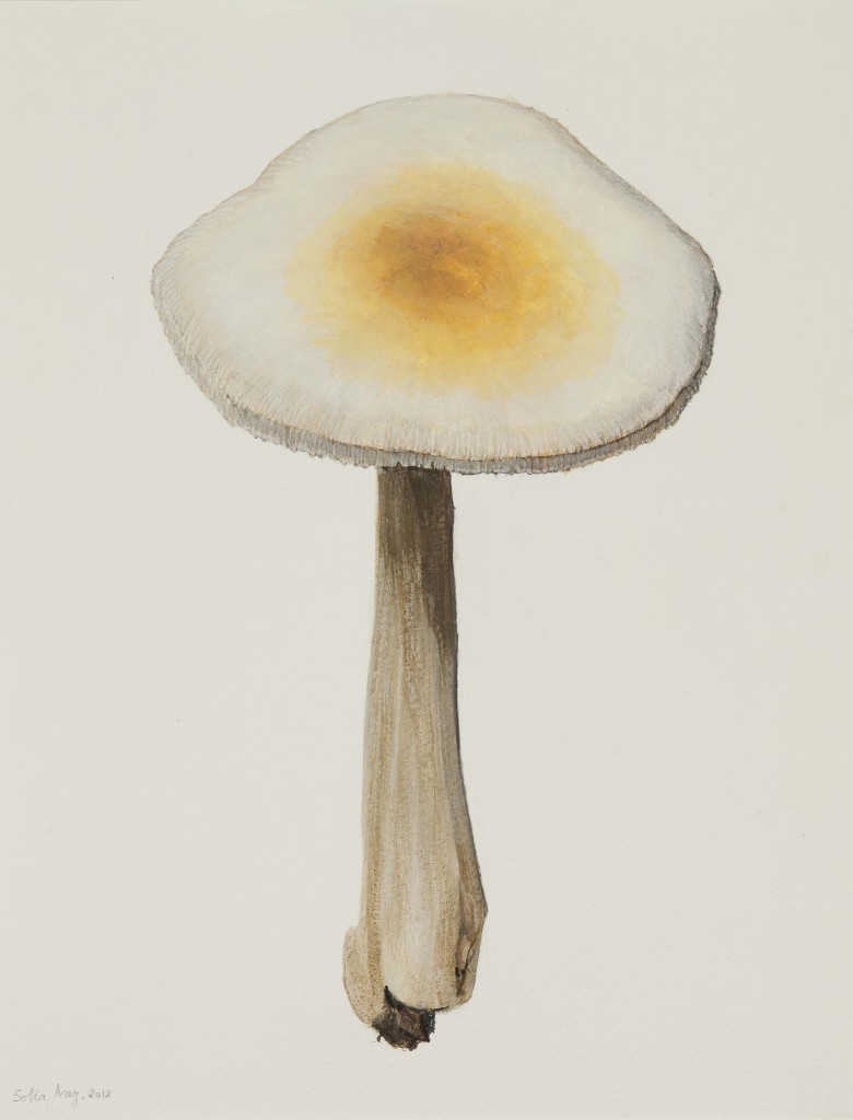 Collybia butyracea, 2018