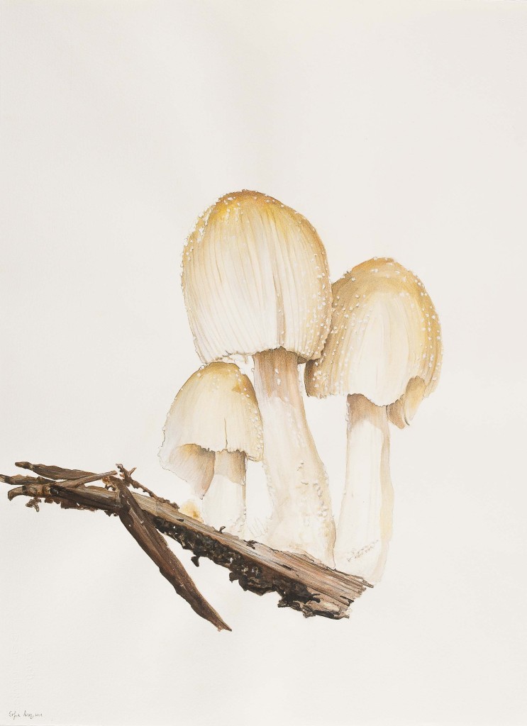 Coprinellus micaceus, 2019