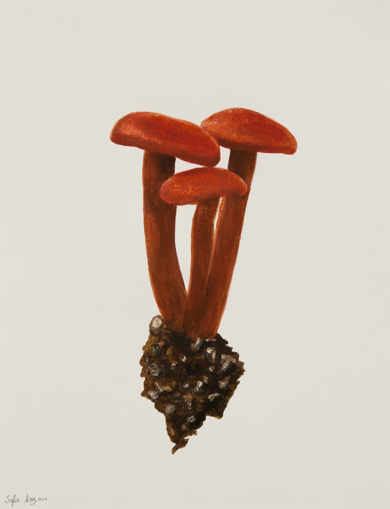 Cortinarius sanguineus, 2020