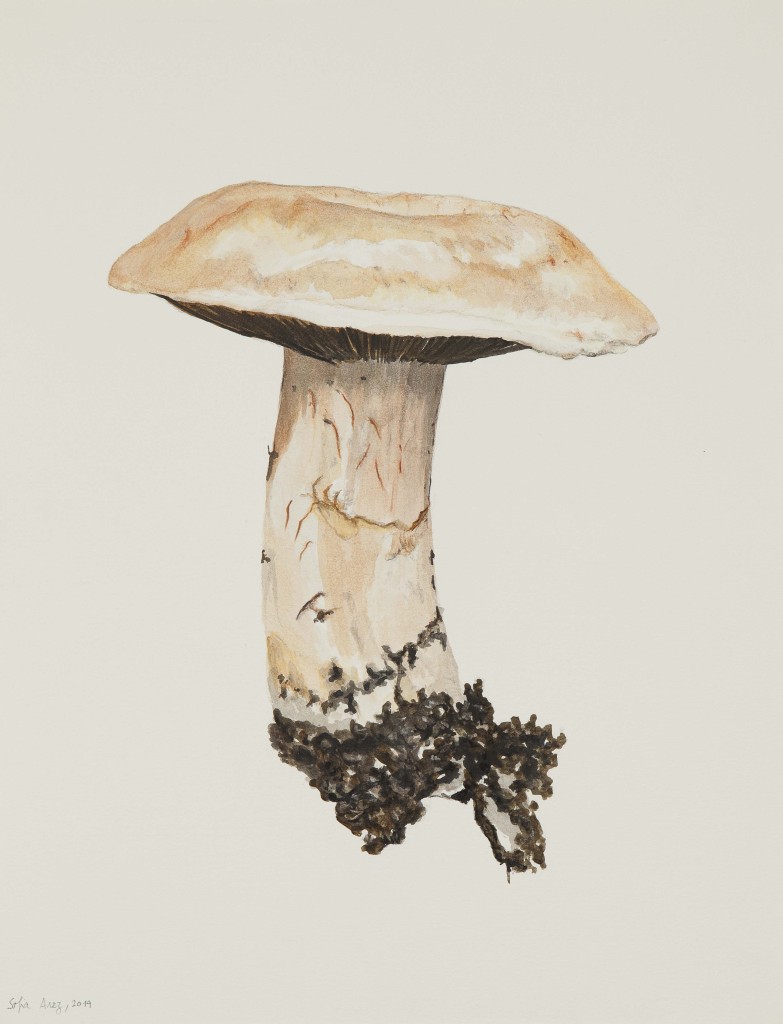 Cortinarius sp., 2019