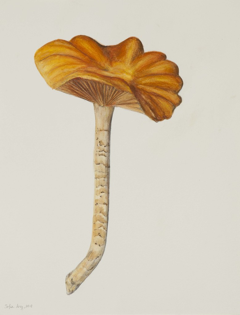 Cortinarius sp. #2, 2018