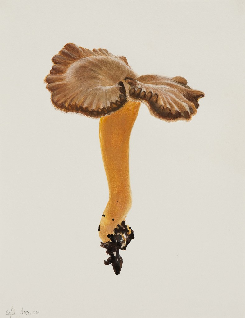 Craterellus tubaeformis, 2020