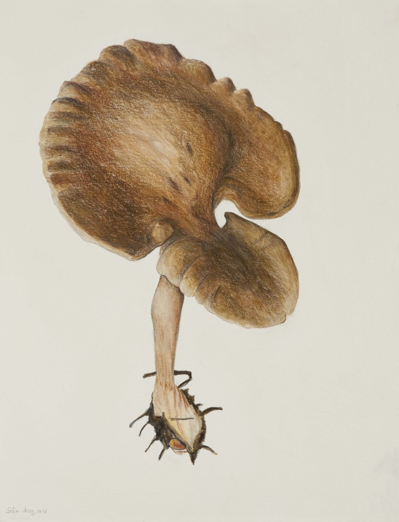 Hohenbuehelia petaloides #2, 2018