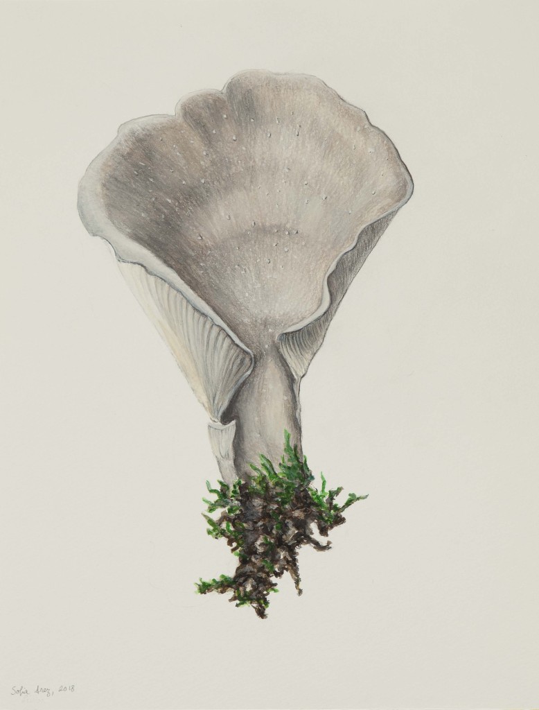 Hohenbuehelia petaloides #1, 2018