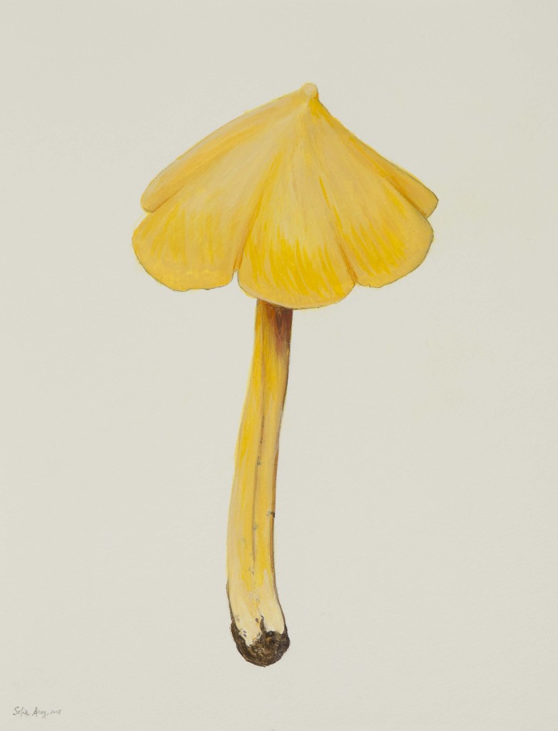 Hygrocybe acutoconica, 2018