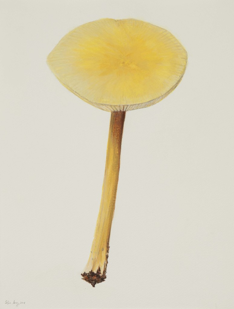 Hygrocybe chlorophana, 2018
