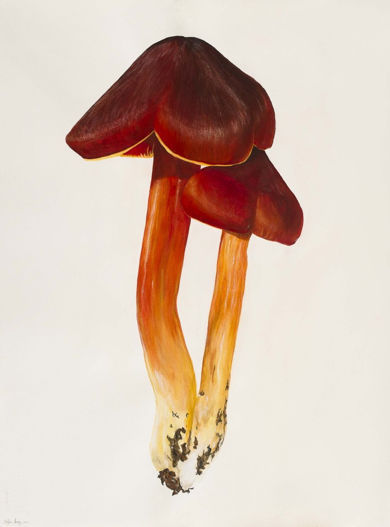 Hygrocybe conica, 2019