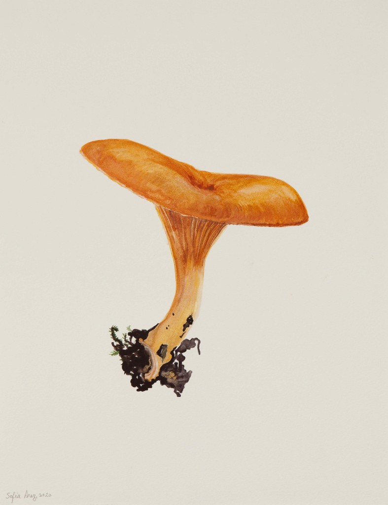 Hygrophoropsis aurantiaca, 2020