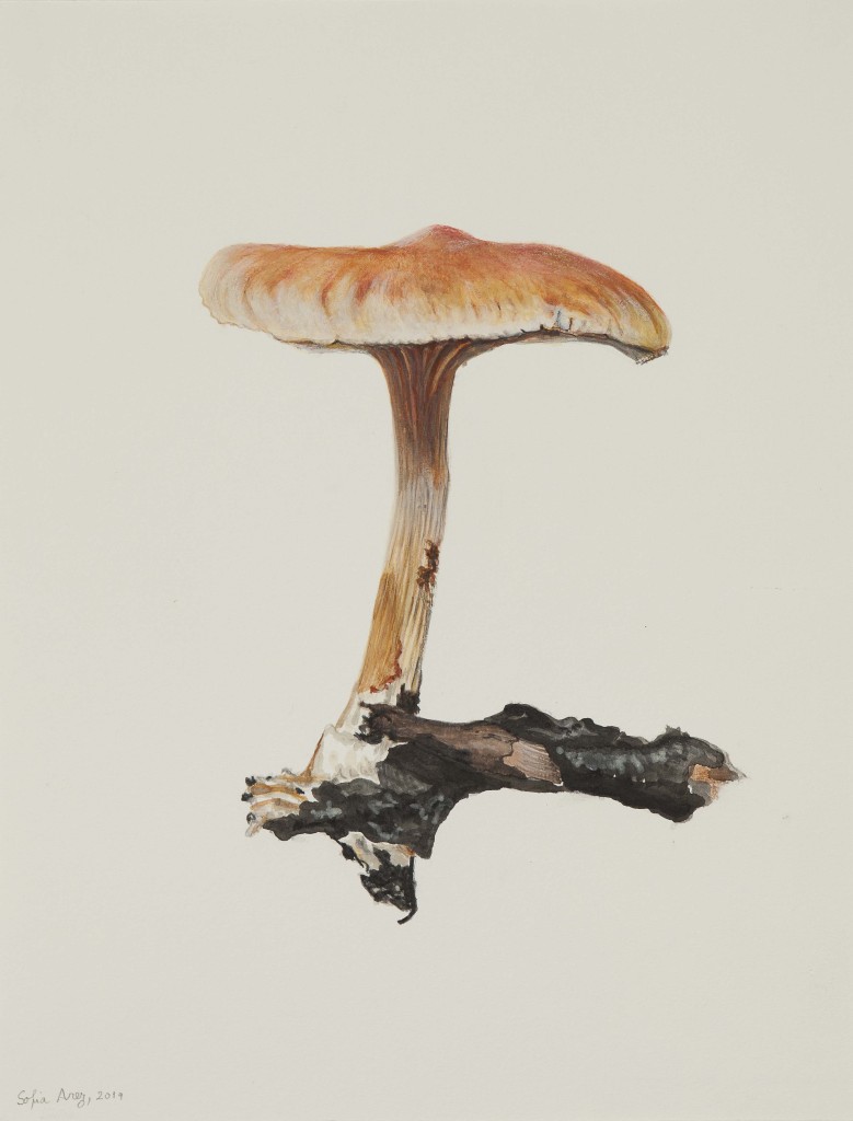 Hygrophoropsis aurantiaca, 2019