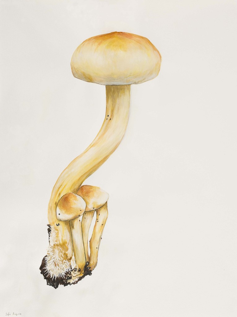 Hypholoma-fasciculare, 2019