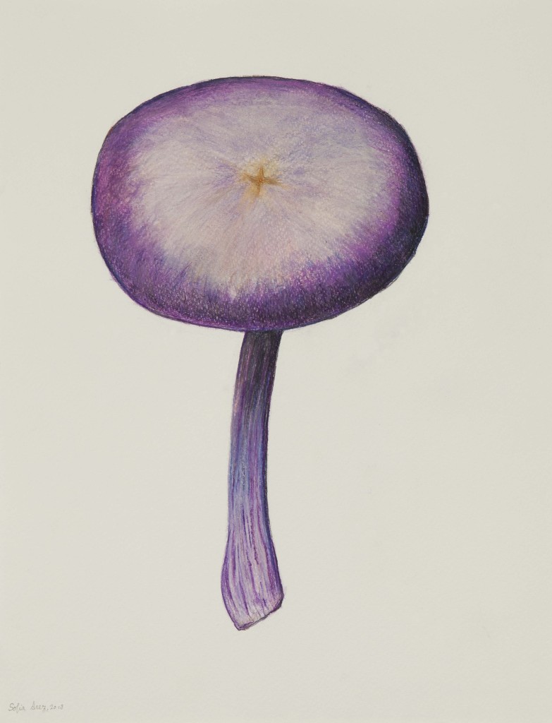 Laccaria amethystina, 2018
