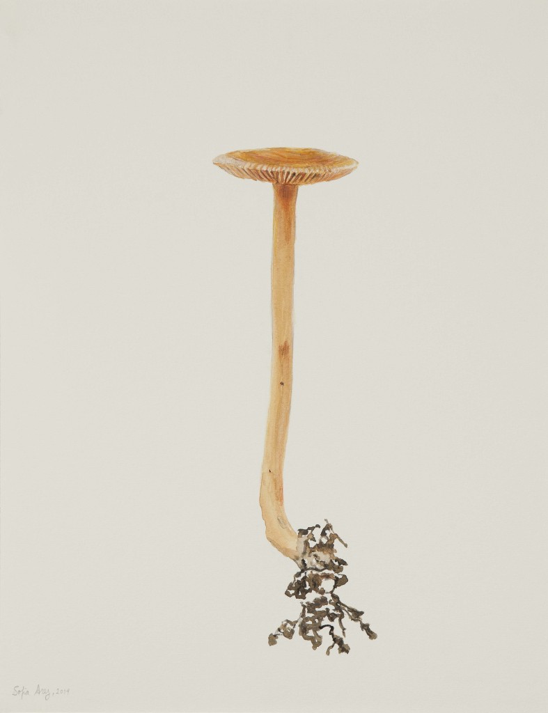 Laccaria laccata, 2019