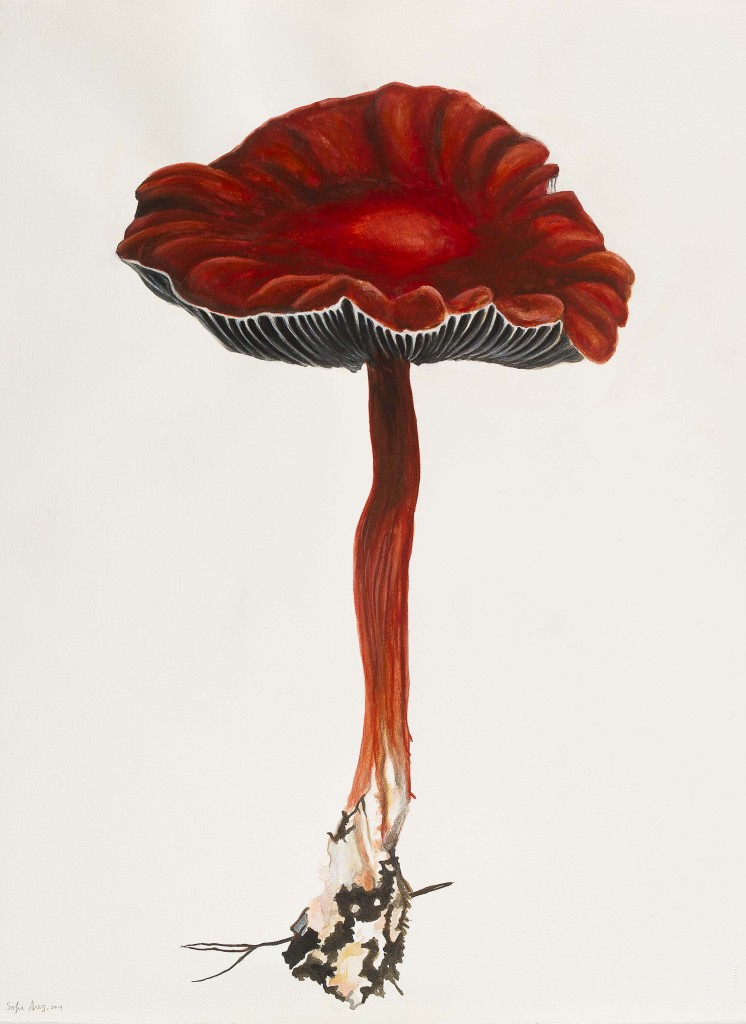 Leratiomyces ceres, 2019