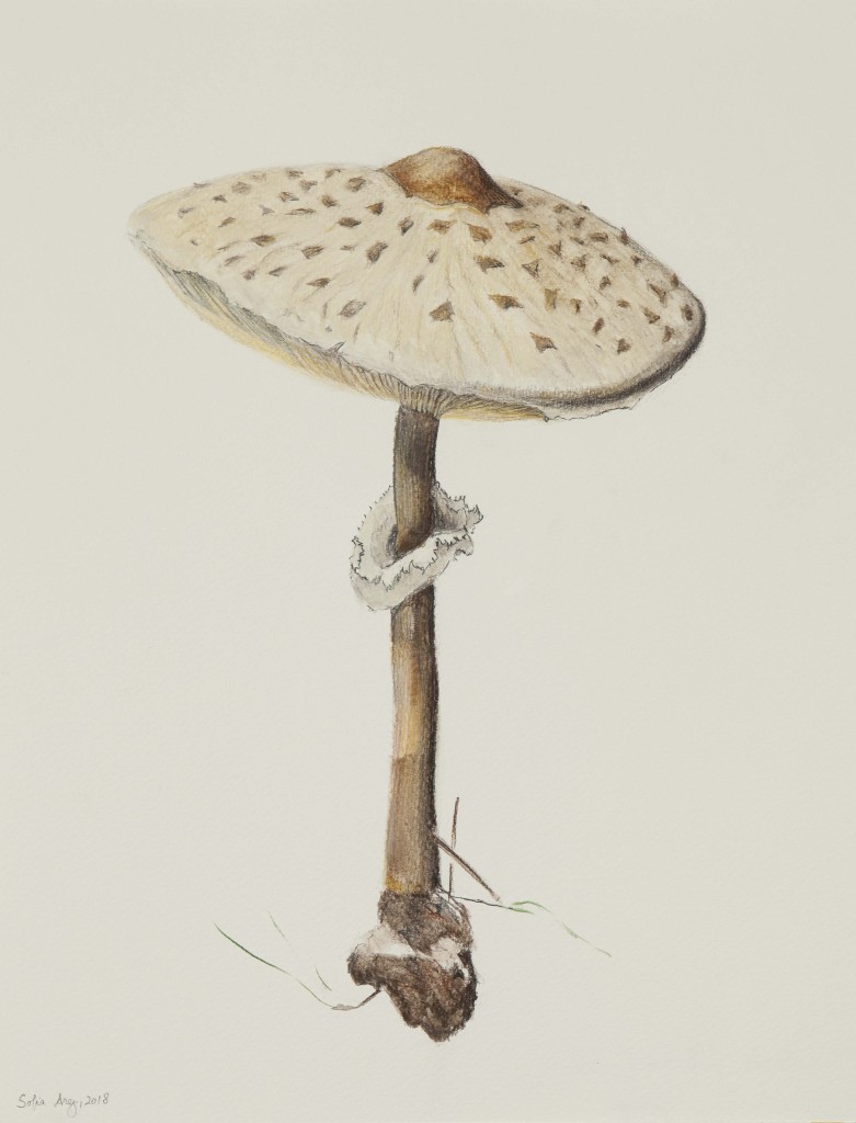 Macrolepiota procera #1, 2018