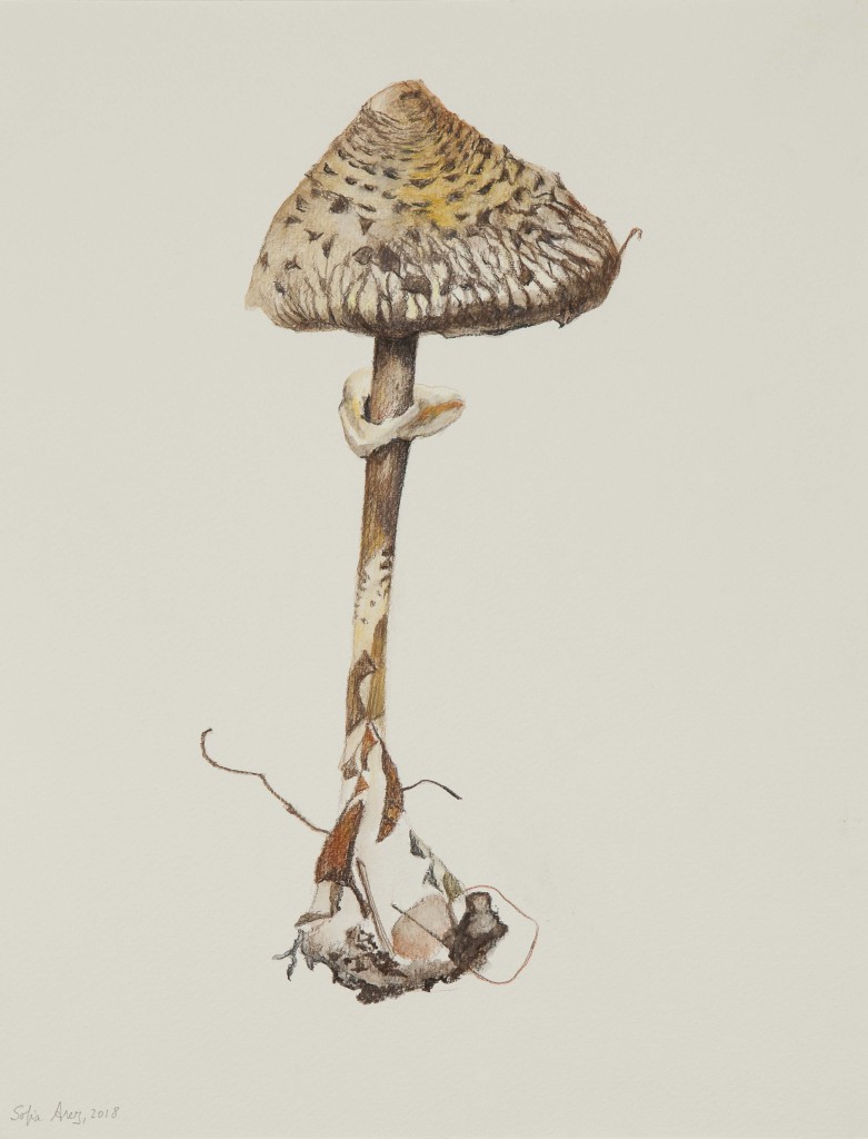Macrolepiota procera #2, 2018