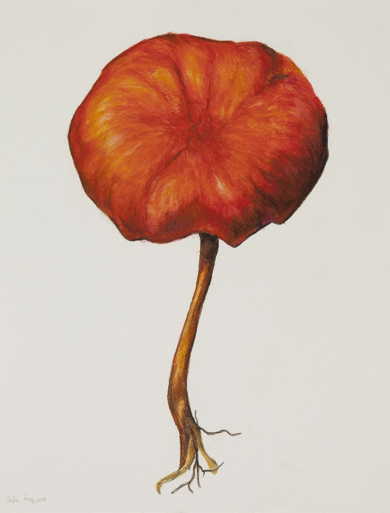 Macrolepiota procera #2, 2018