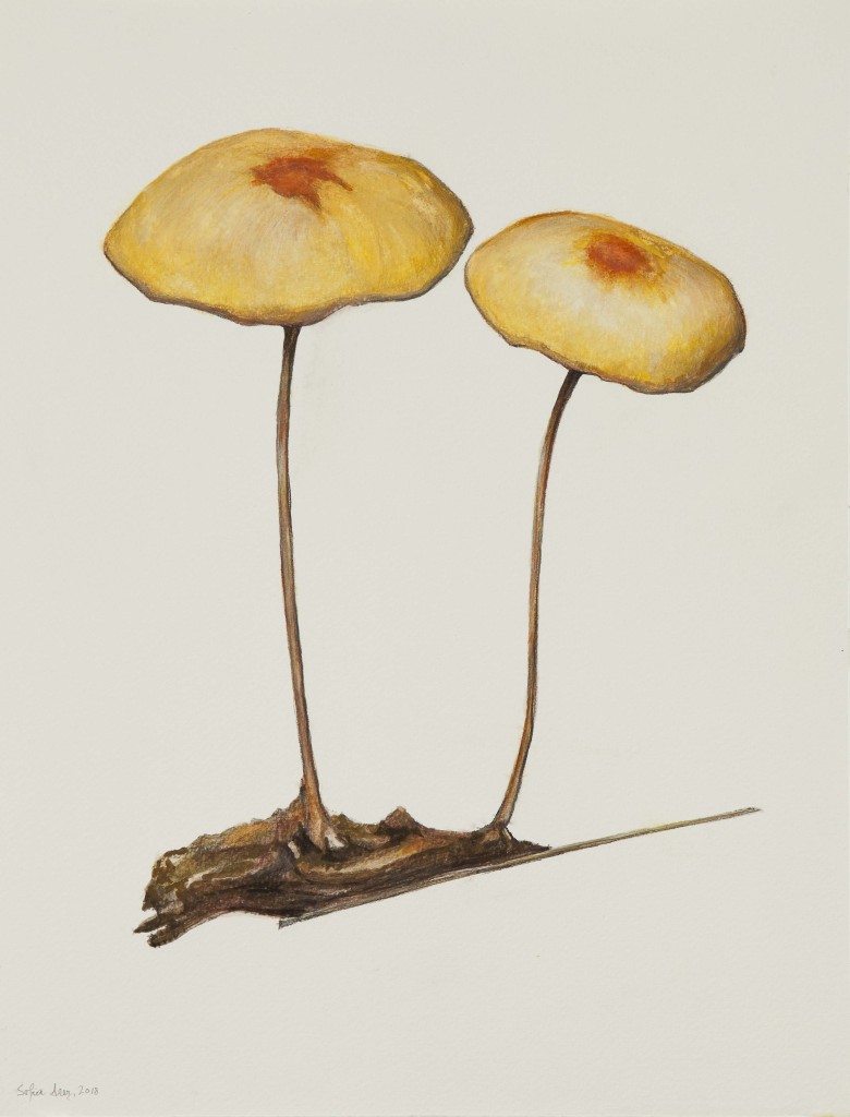 Marasmius sp. #2, 2018