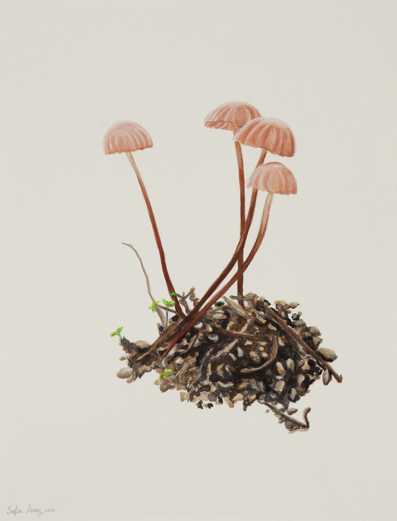 Marasmius sp. #3, 2020