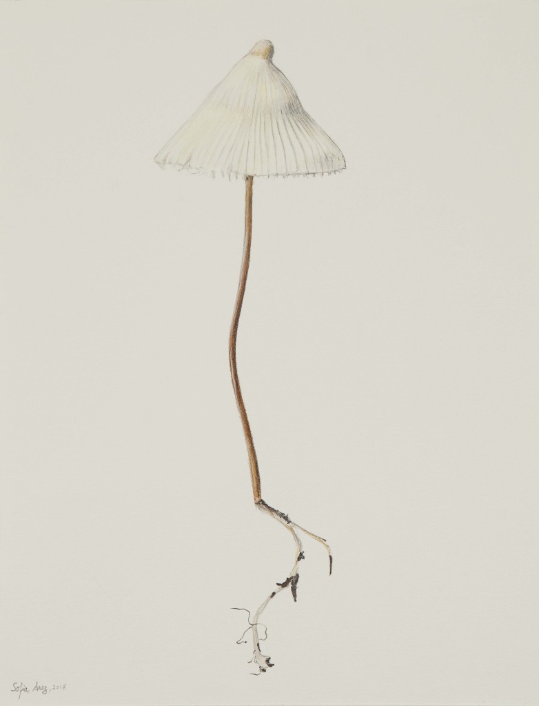 Mycena flavescens, 2018