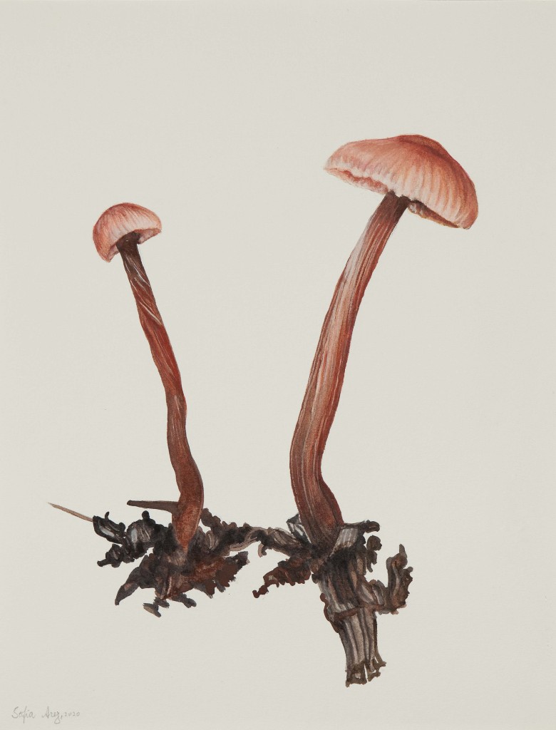 Mycenarosea #1, 2020