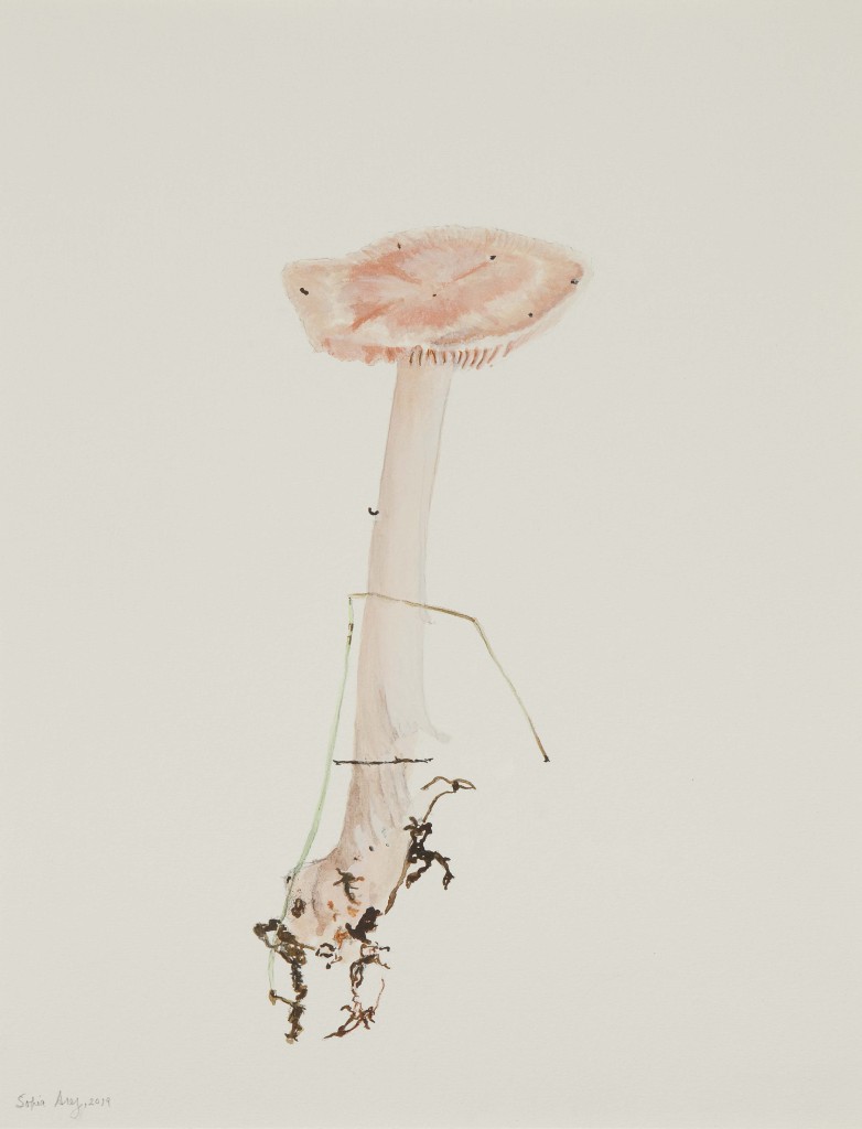 Mycena rosea #2, 2019