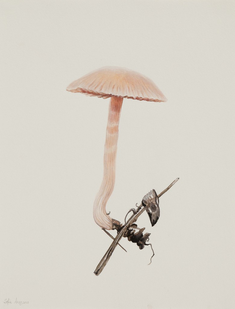Mycena rosea #3, 2020
